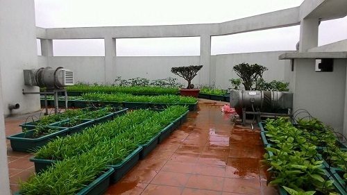 Chống thấm sân vườn trồng cây trên sân thượng